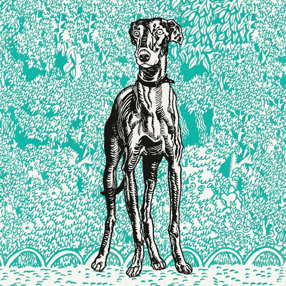 Vintage greyhound illustration