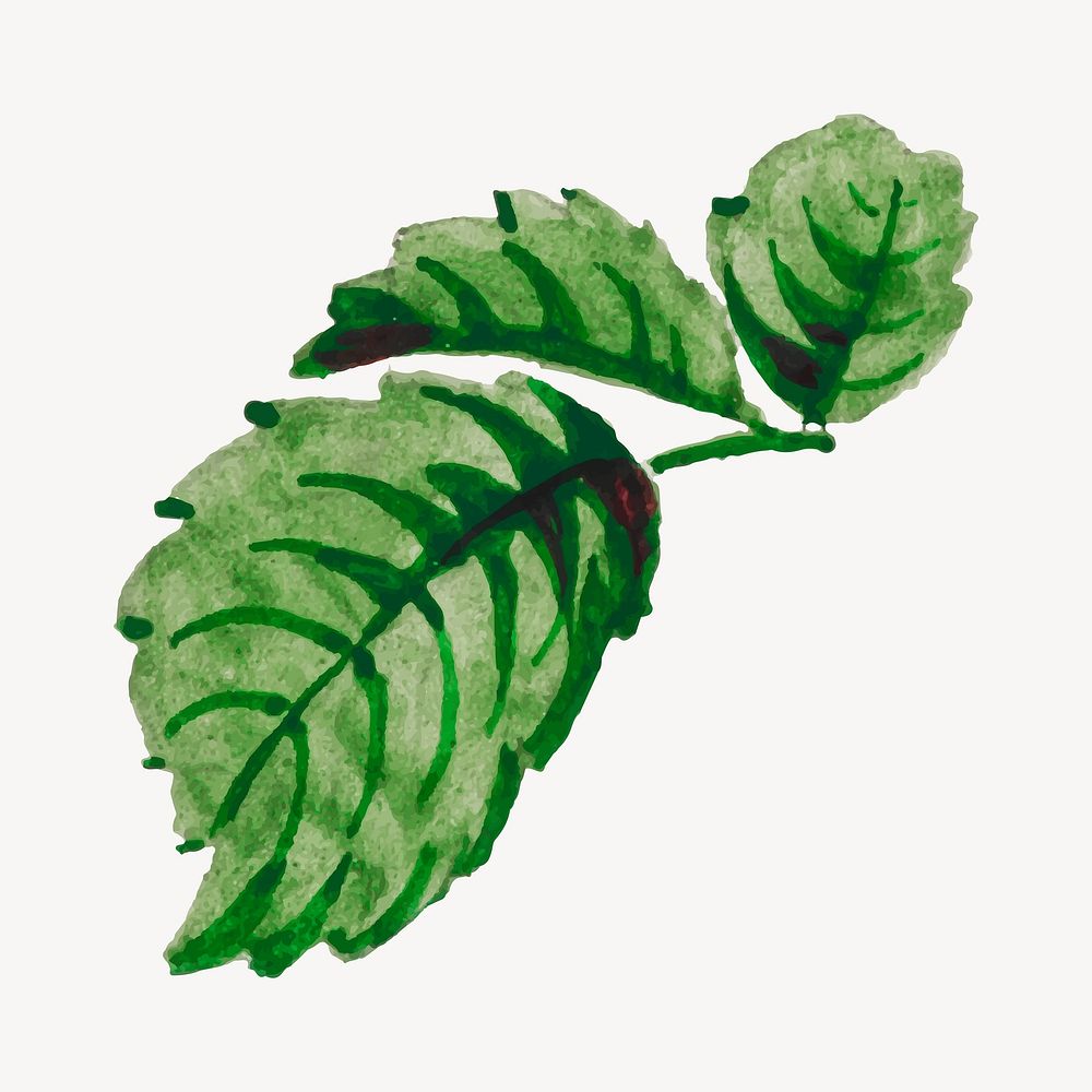 Vintage green watercolor leaf vector