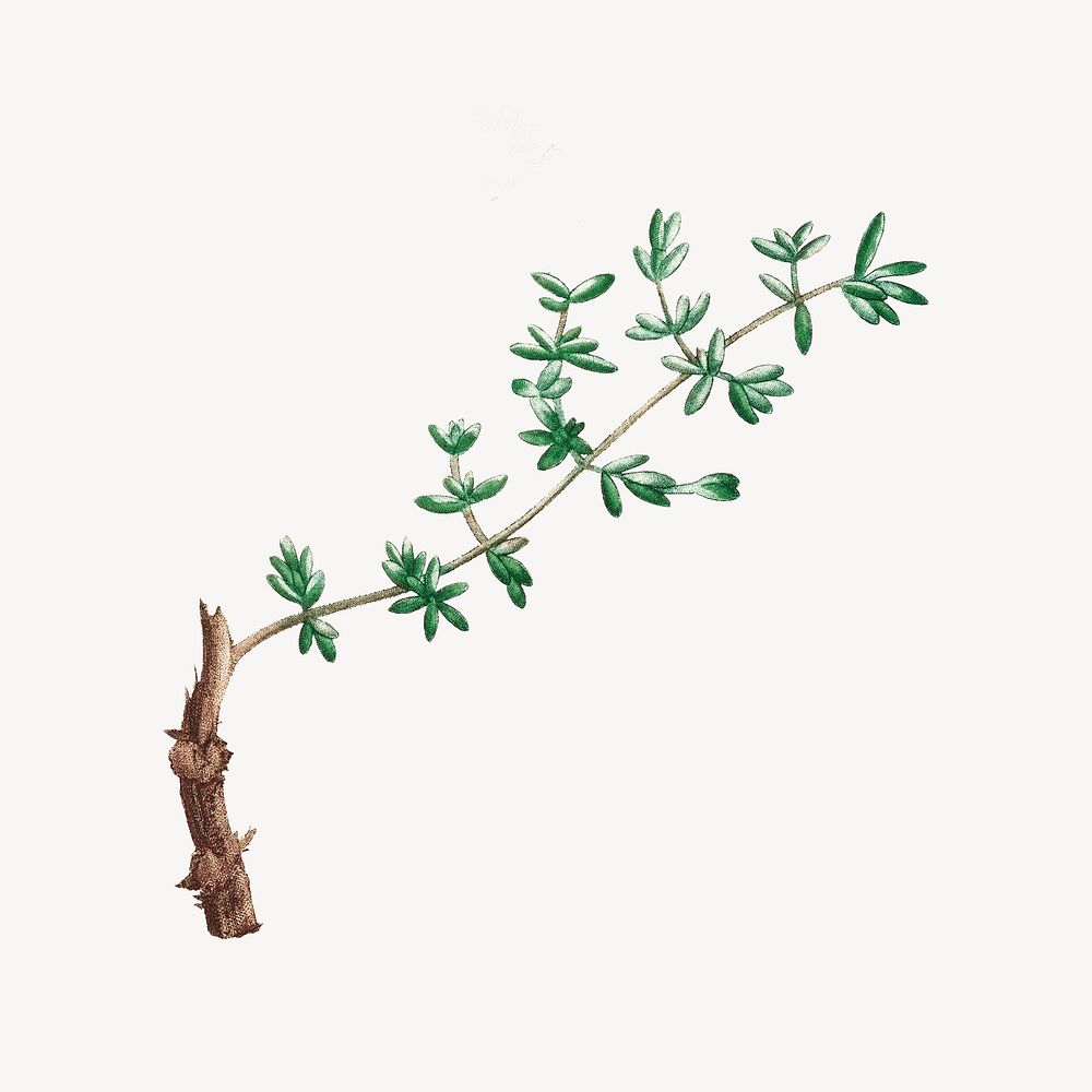 Vintage leaf branch, botanical collage element psd