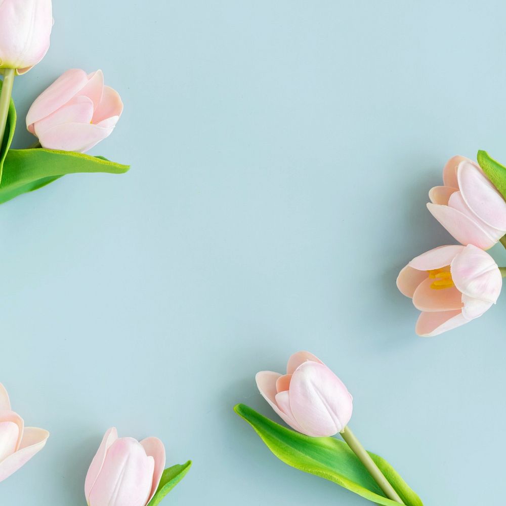Aesthetic tulip flowers background, pastel blue design