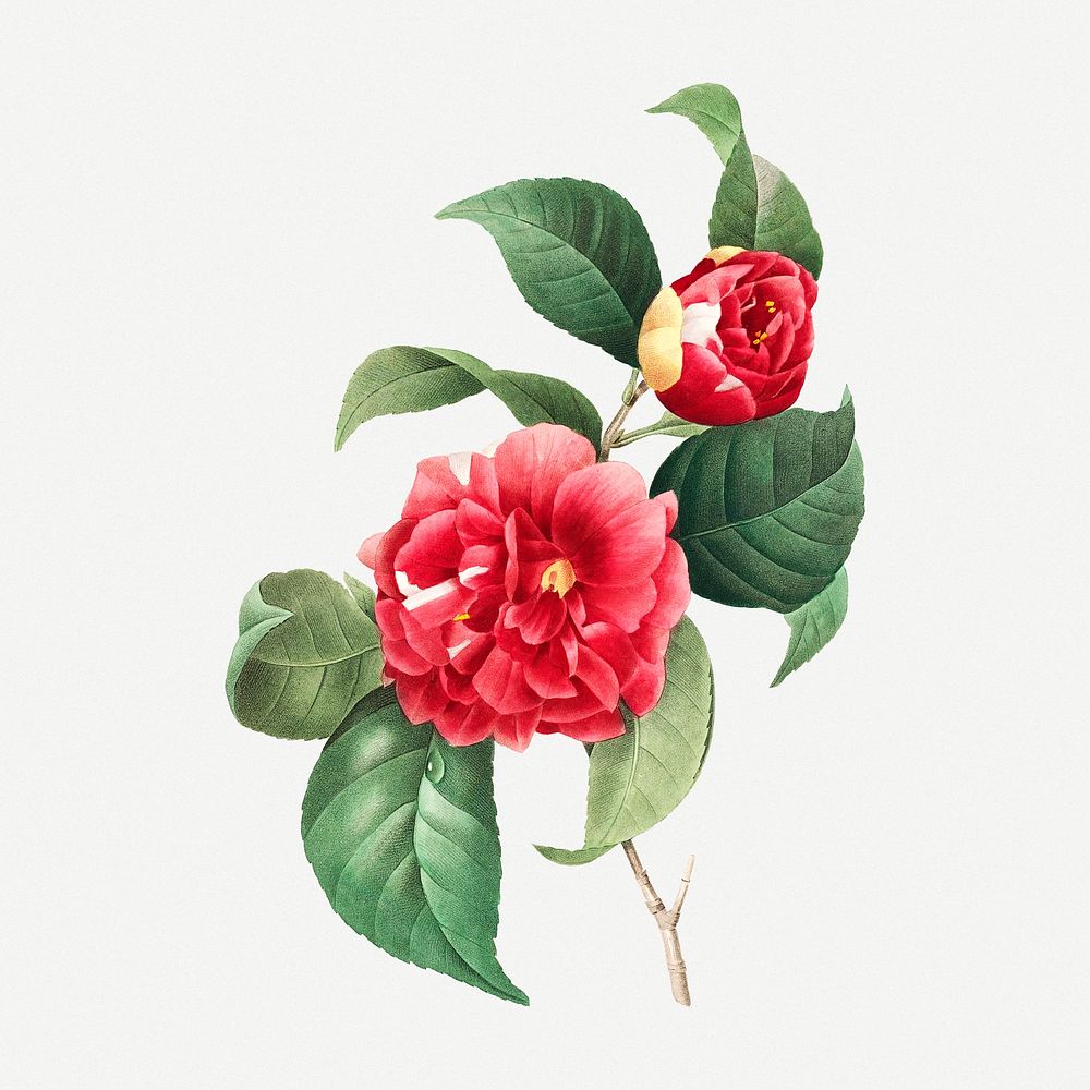 Blooming red rose, vintage flower psd