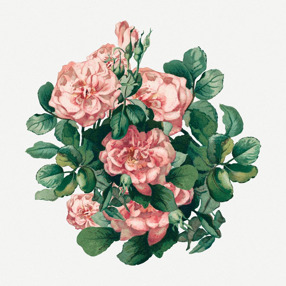 Blooming pink rose, vintage flower psd