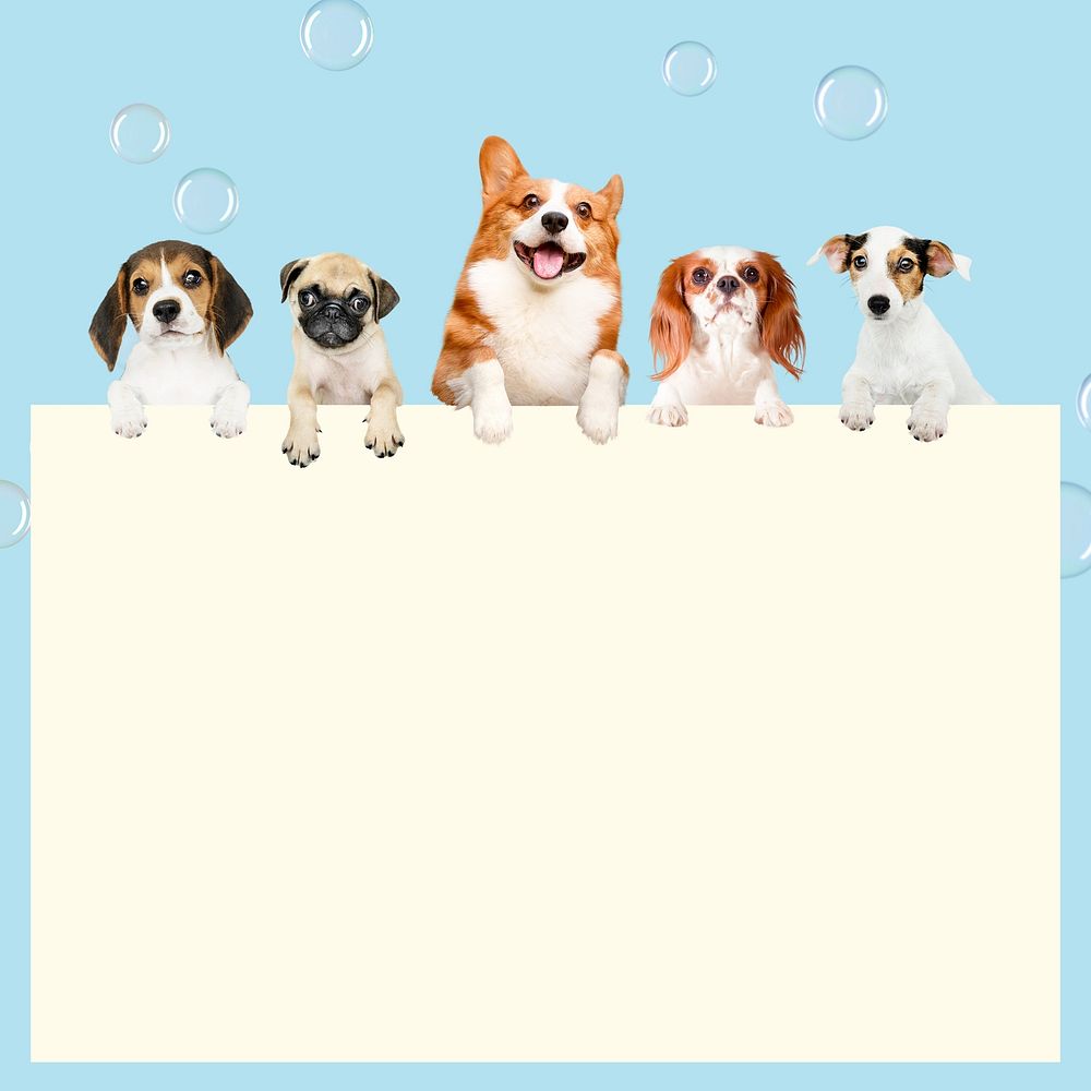 Cute puppies frame background