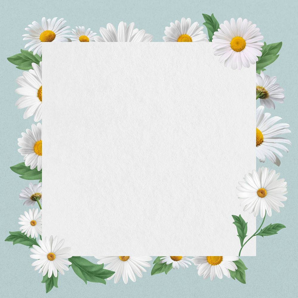 White Daisy Frame, Spring Flower 