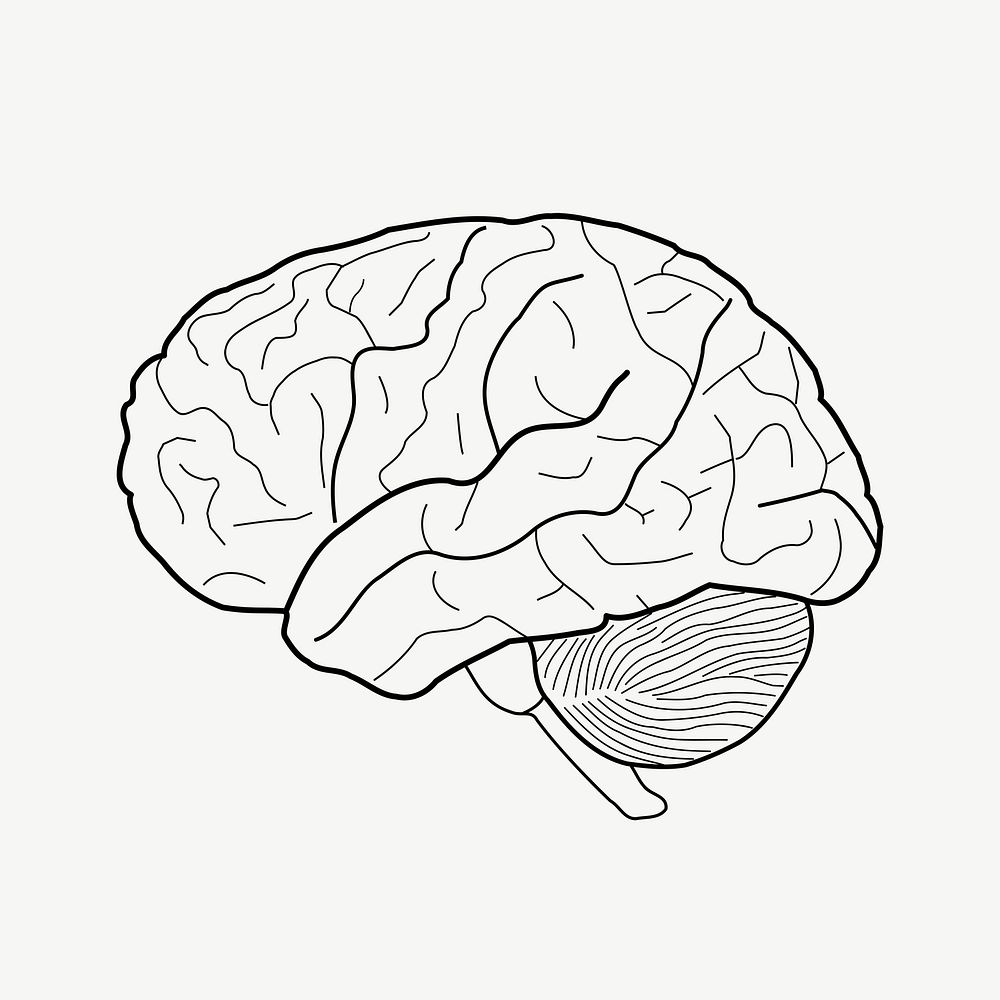 Human brain clipart illustration psd. Free public domain CC0 image.