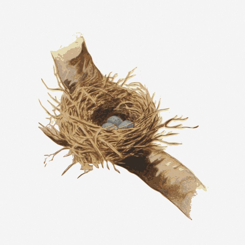 Bird nest clipart. Free public domain CC0 image.
