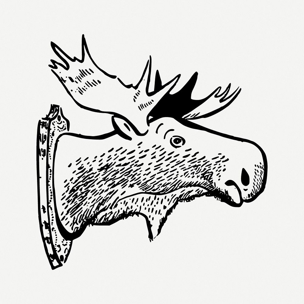 Moose head clipart psd. Free public domain CC0 image.