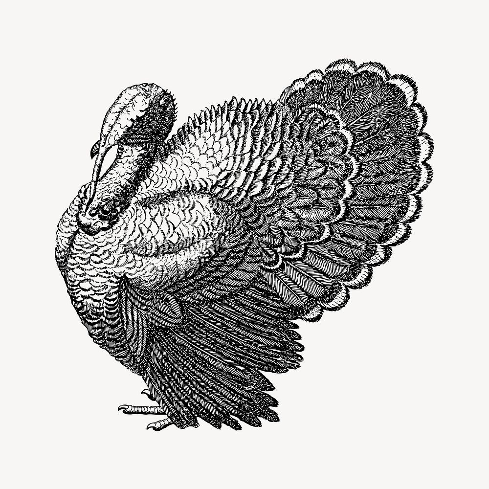 Turkey clipart vector. Free public domain CC0 image.