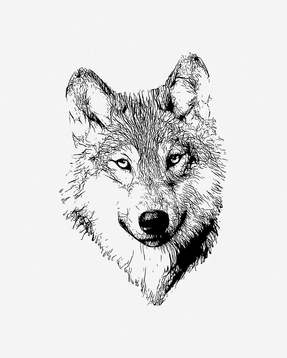 Wolf illustration, clip art. Free public domain CC0 image.