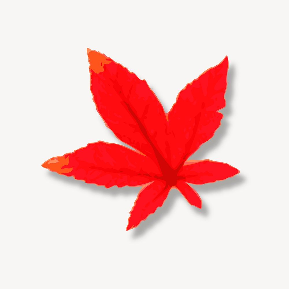 Red maple leaf illustration, clip art. Free public domain CC0 image.