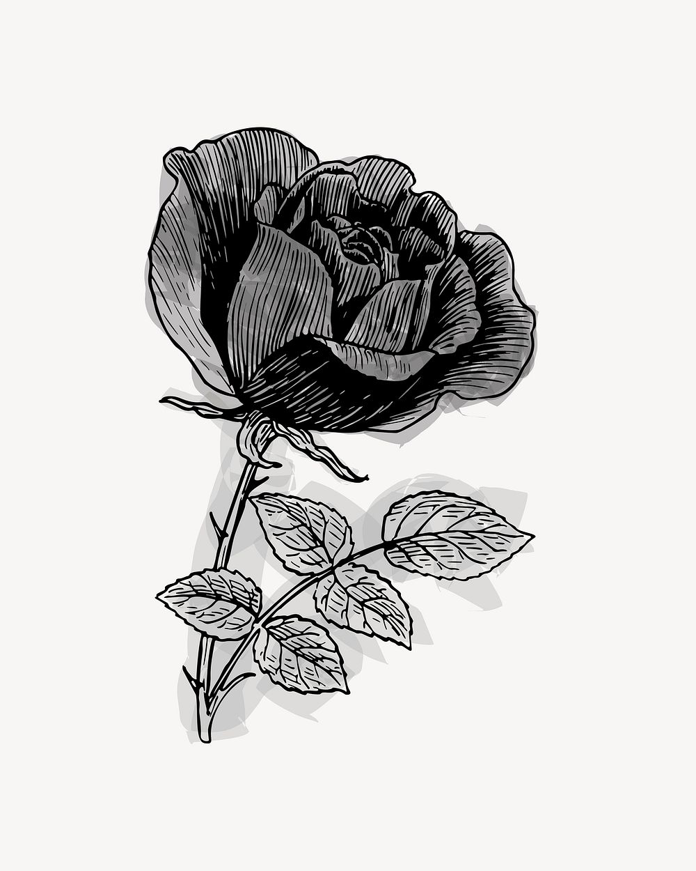 Vintage rose illustration, clip art. Free public domain CC0 image.