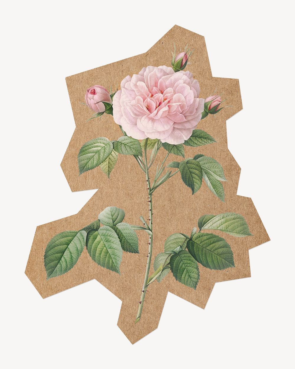 White rose, cut out paper element. Artwork from Pierre Joseph Redouté remixed by rawpixel.