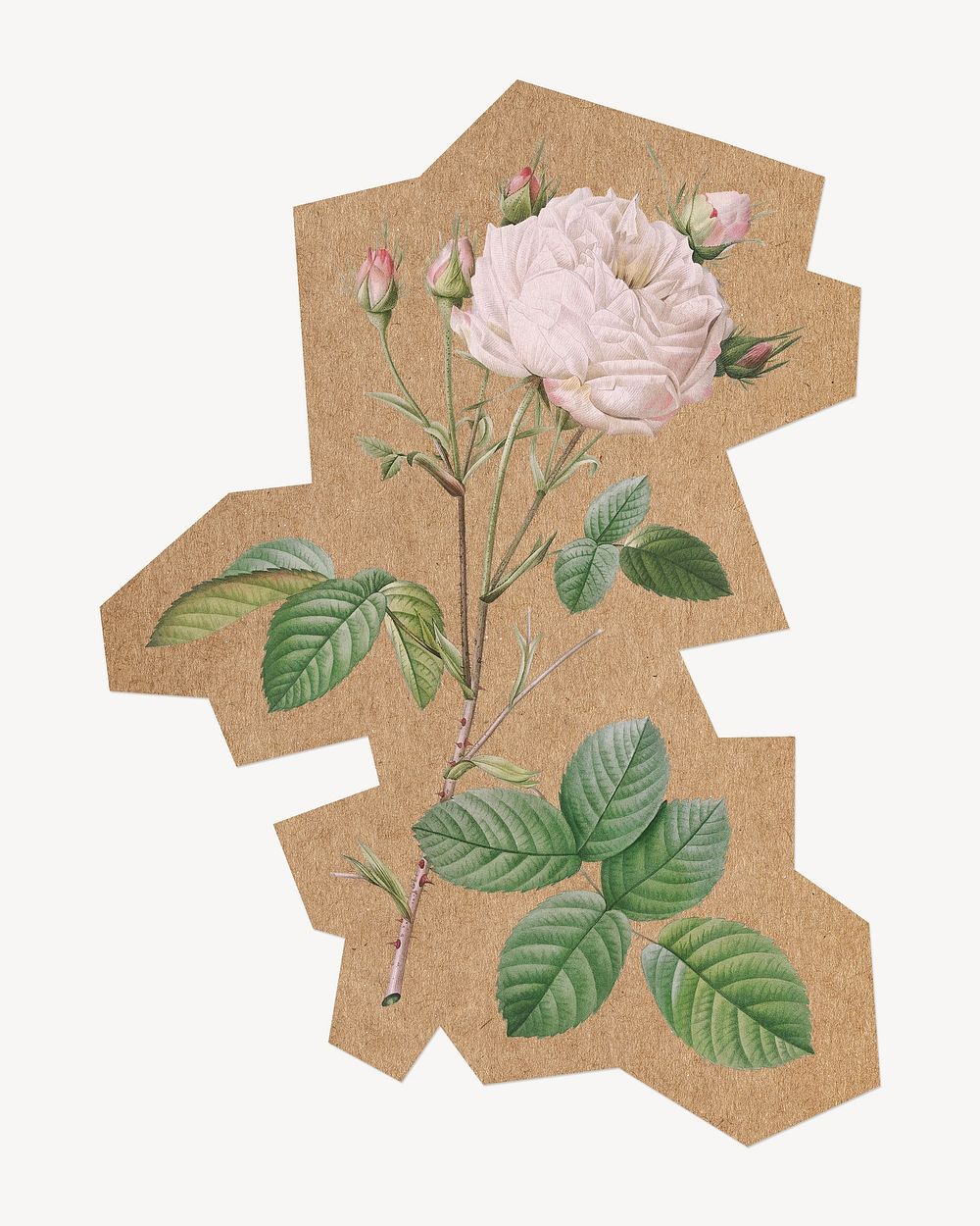 White rose, cut out paper element. Artwork from Pierre Joseph Redouté remixed by rawpixel.