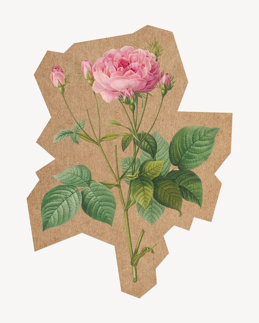 Vintage rosebush, cut out paper element. Artwork from Pierre Joseph Redouté remixed by rawpixel.