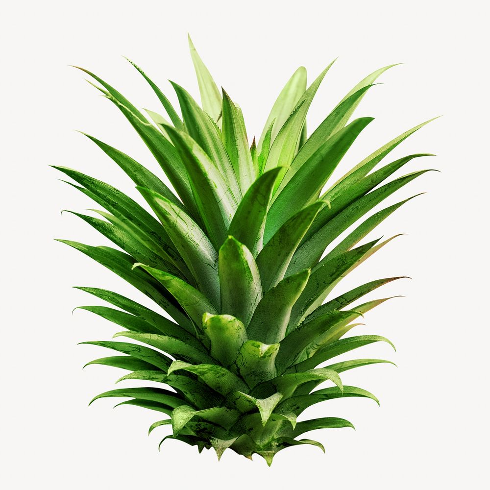 Pineapple image on white