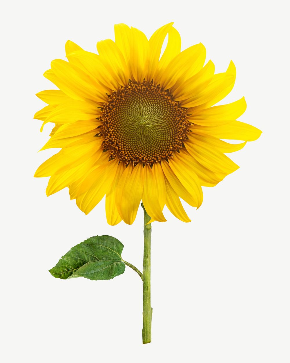 Sunflower blooming psd