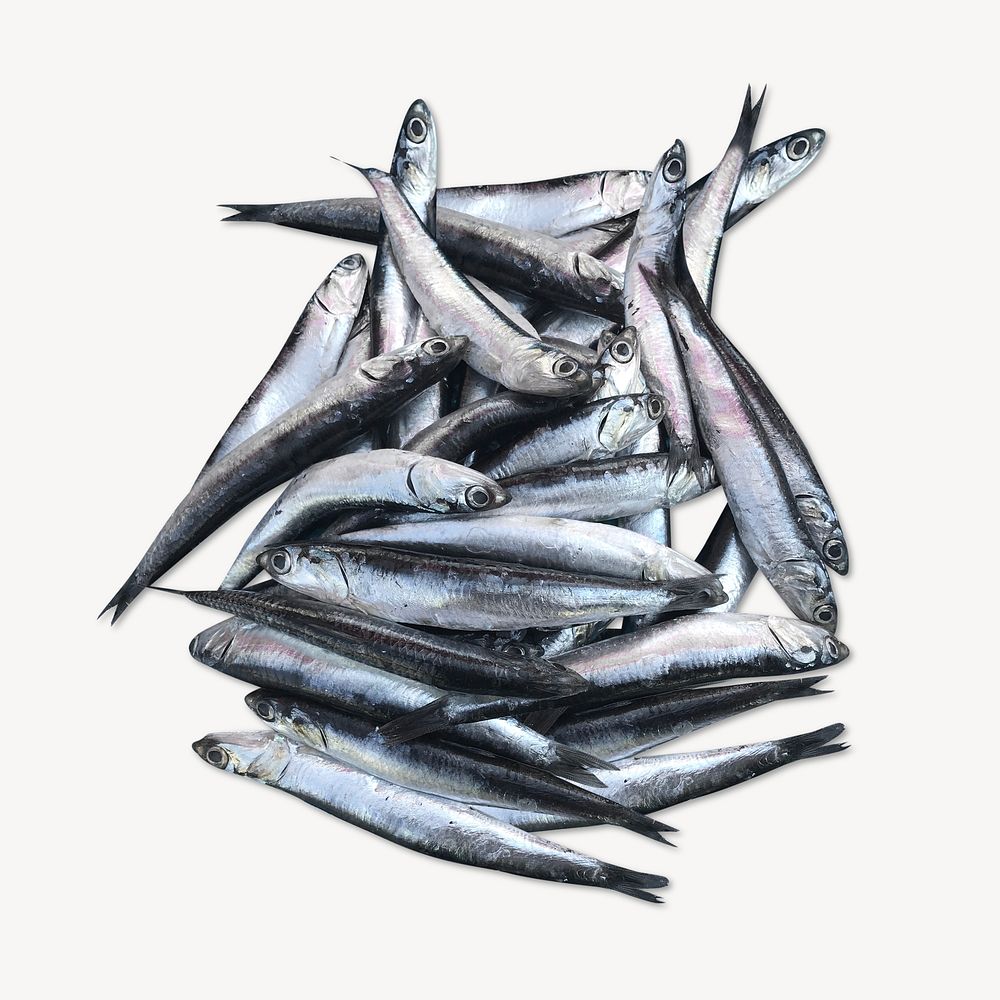 Anchovy isolated image on white