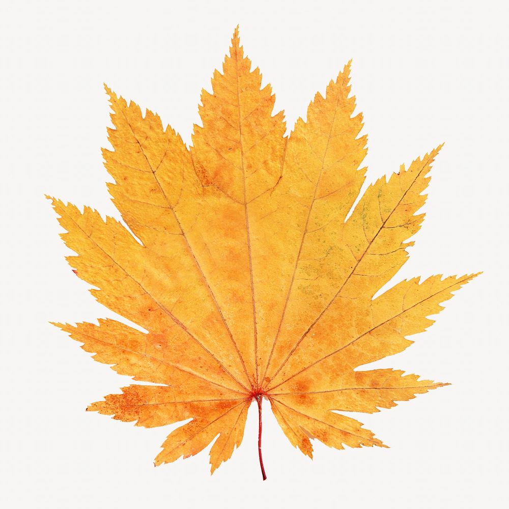 Dry maple leaf isolated object 