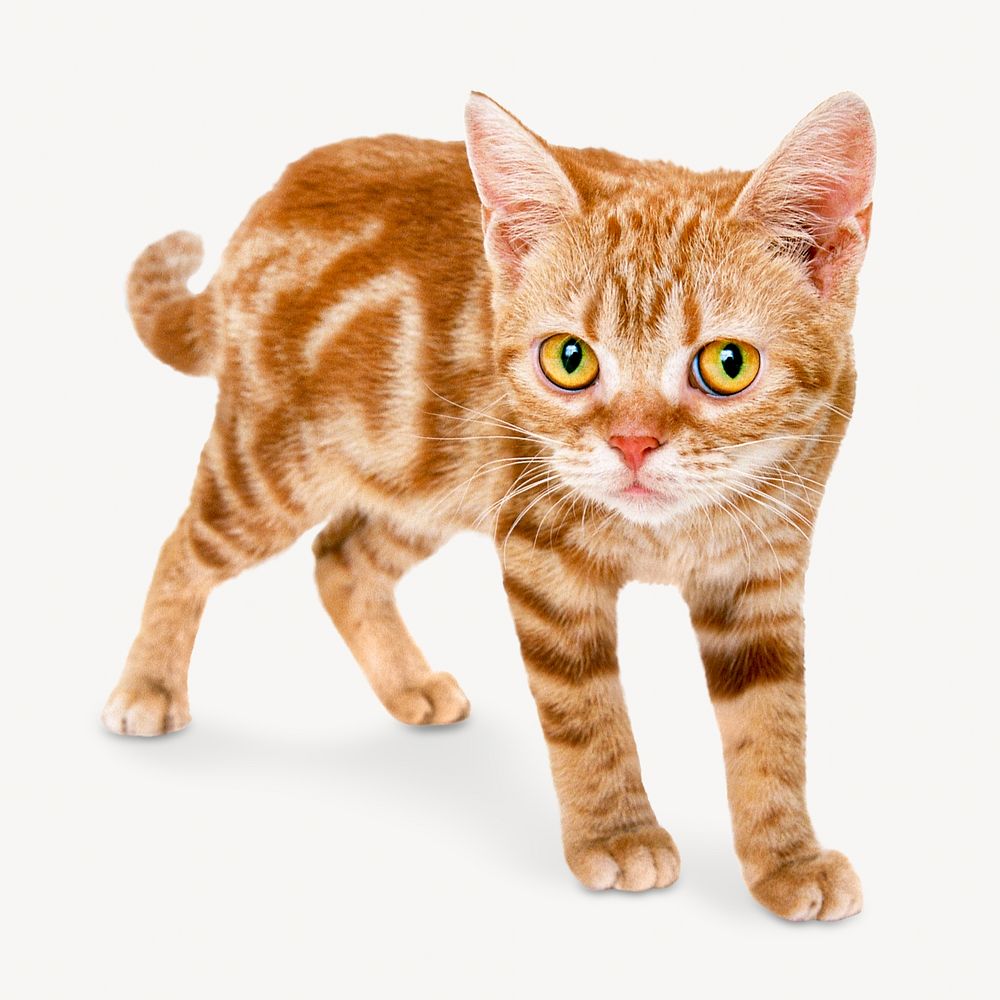 Ginger shorthair cat image on white