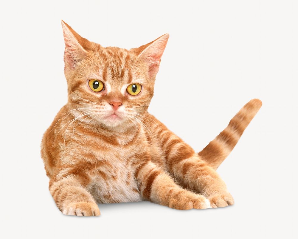 Ginger kitten, isolated design