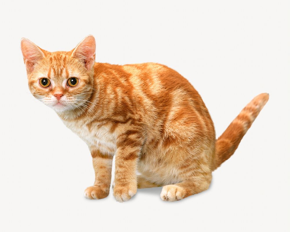 Orange cat isolated image on white