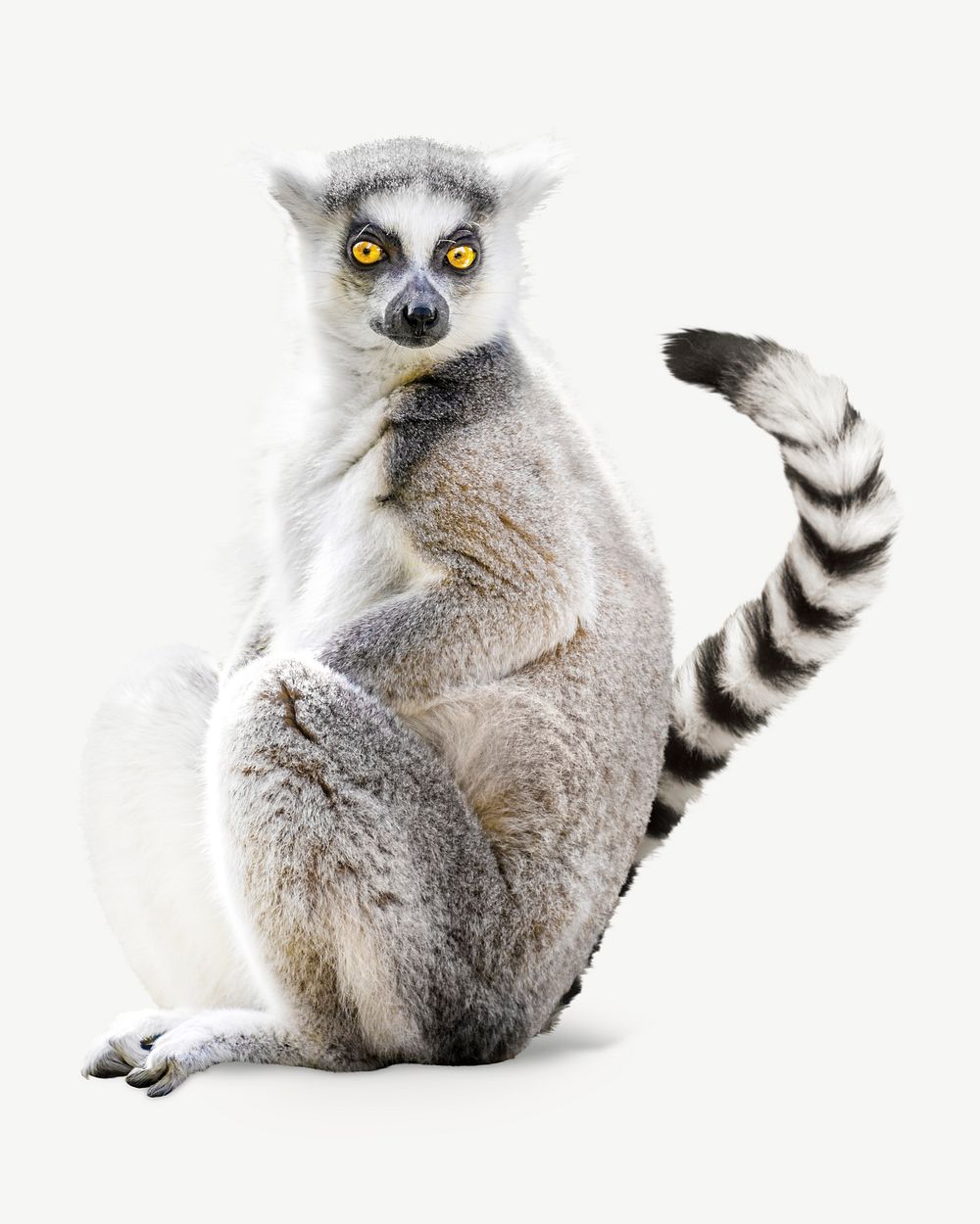 Lemur sitting psd isolated design