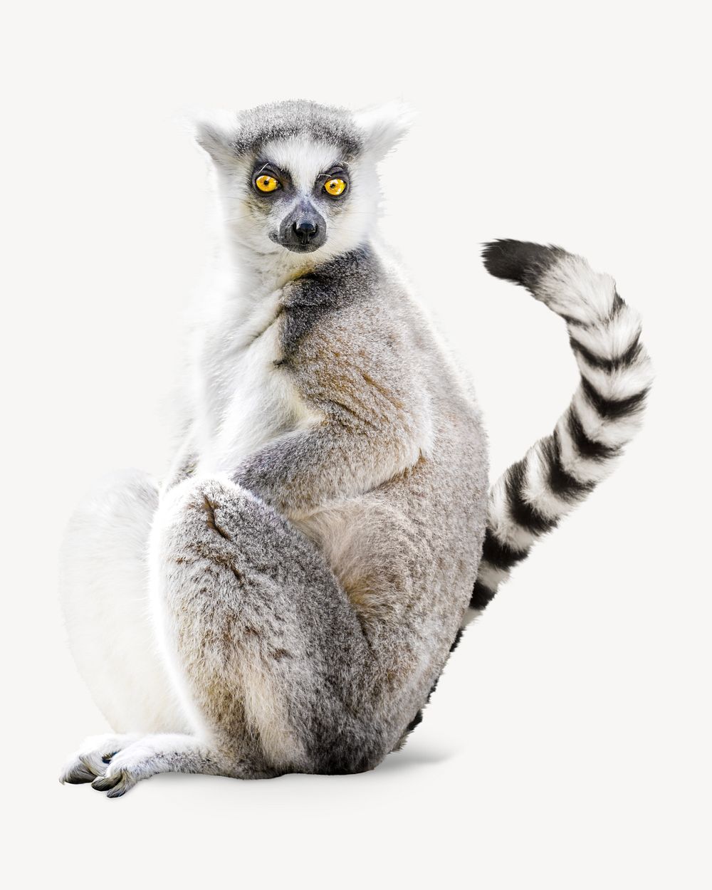 Lemur sitting, isolated design