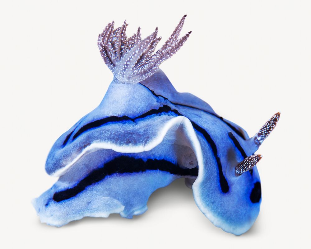 Blue sea slug, isolated image