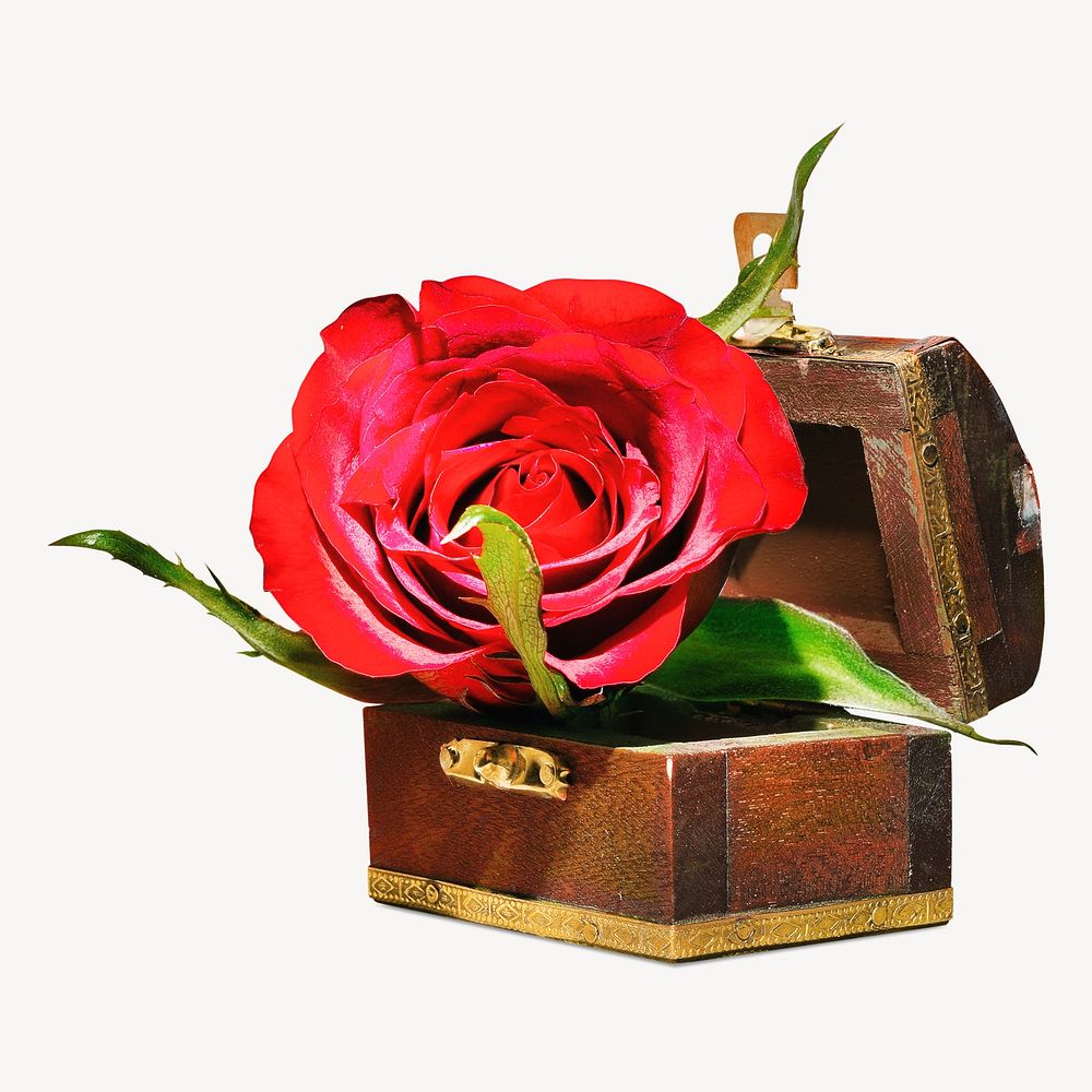 Red rose box isolated image on white