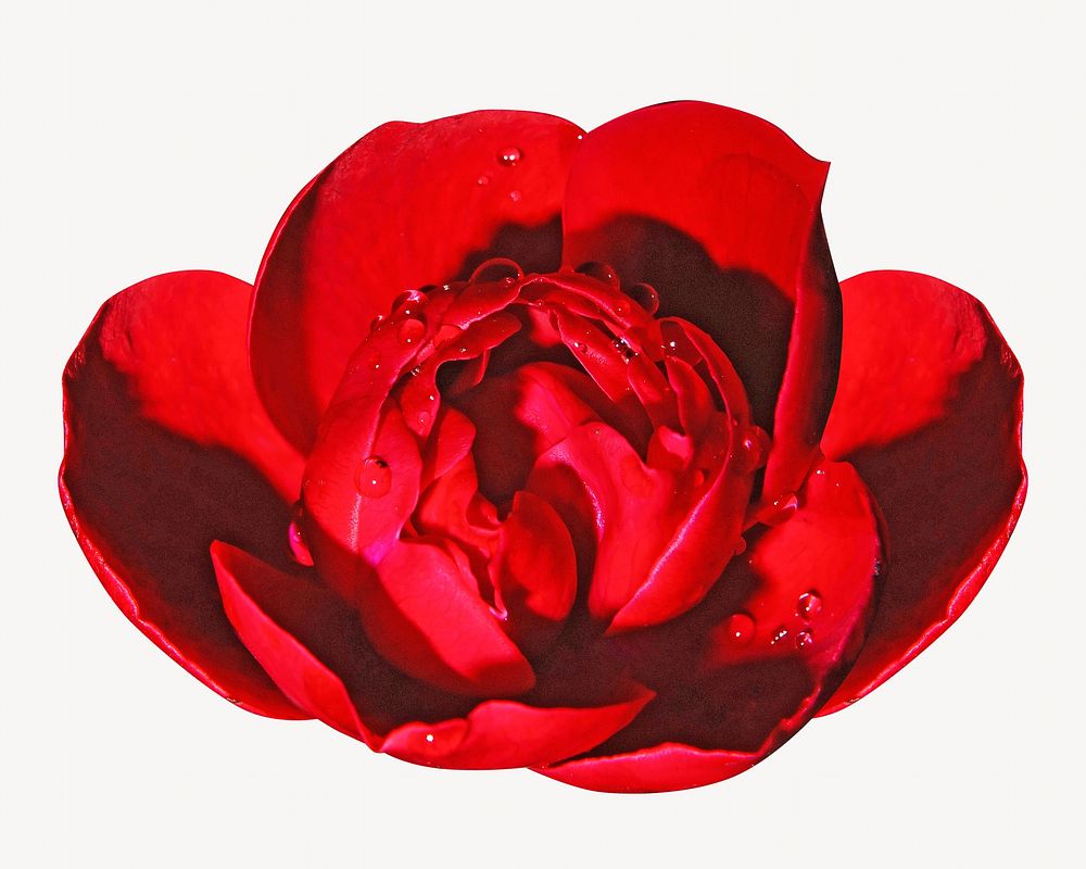 Red flower, simple colourful image