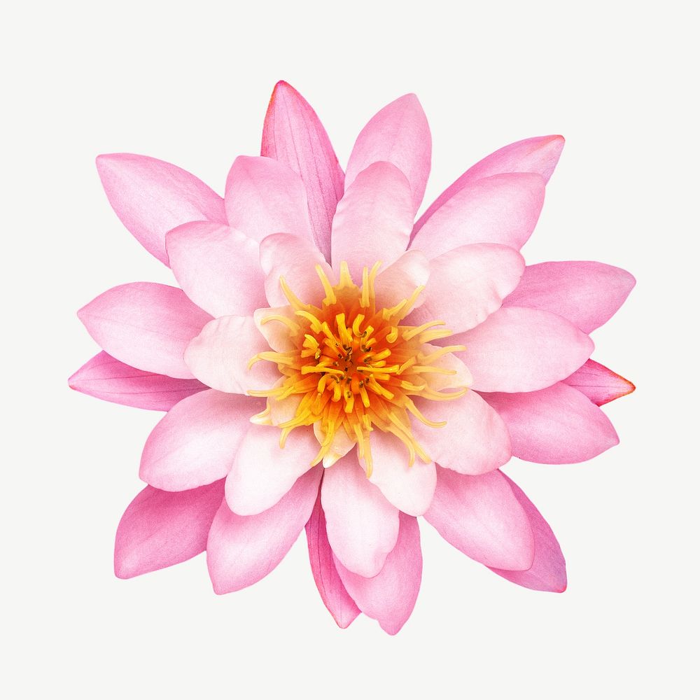 Pink water lily collage element psd