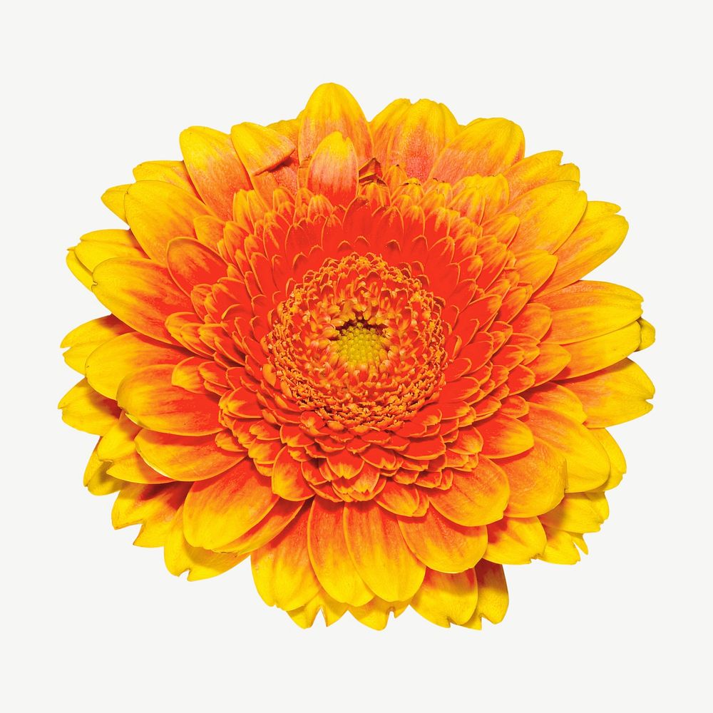 Orange daisy collage element psd | Free PSD - rawpixel