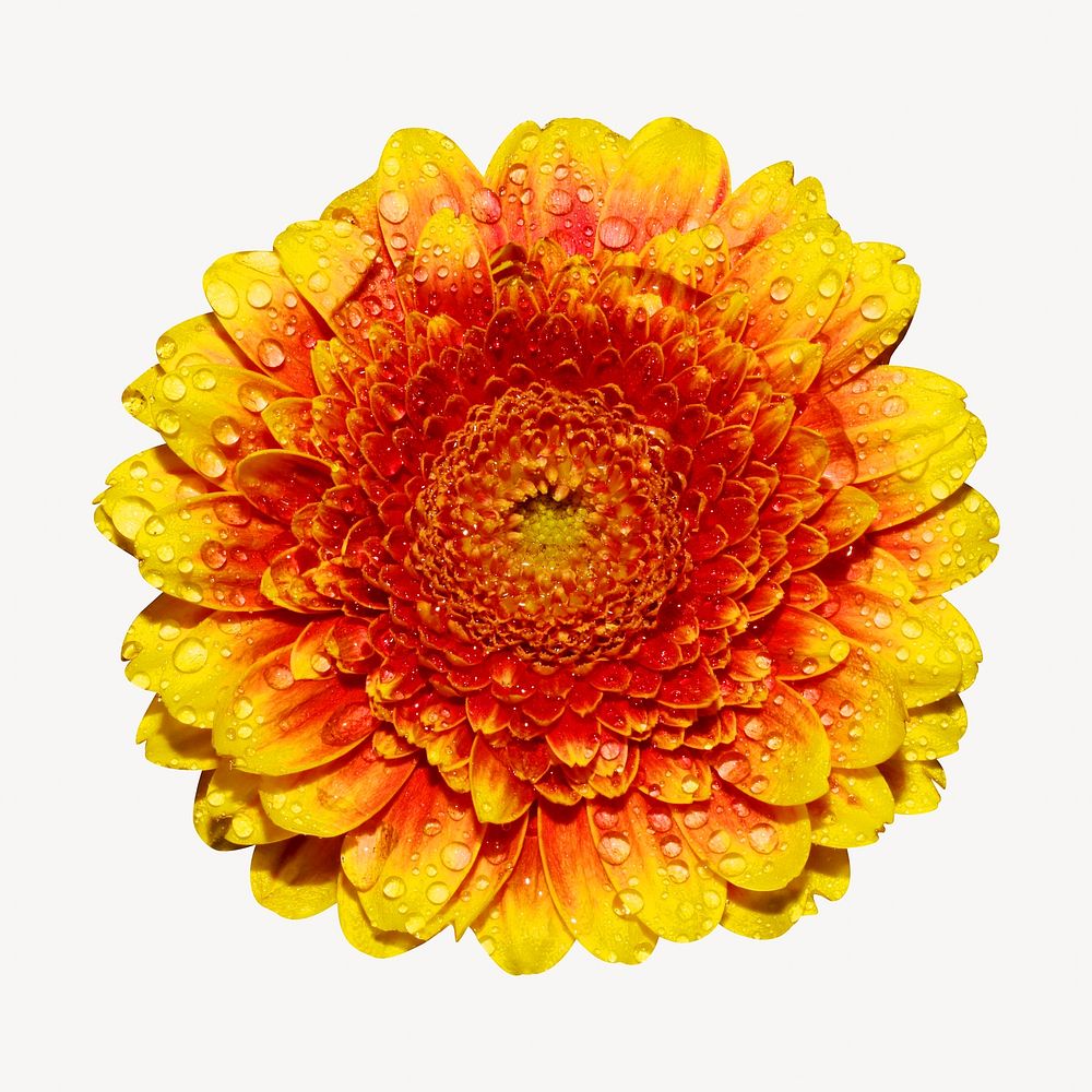 Orange flower image on white design
