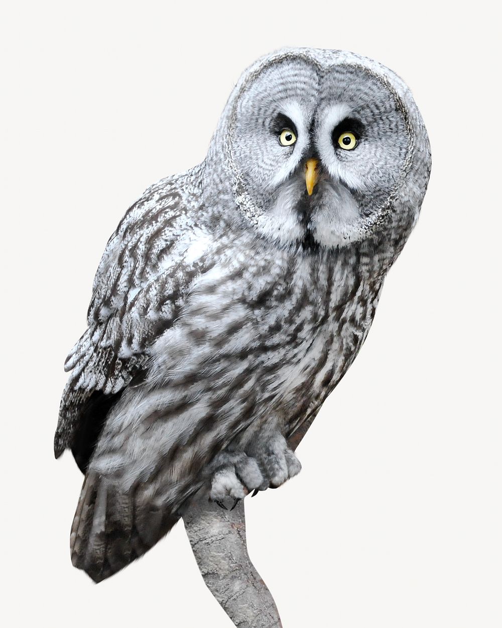 Grey owl, isolated design