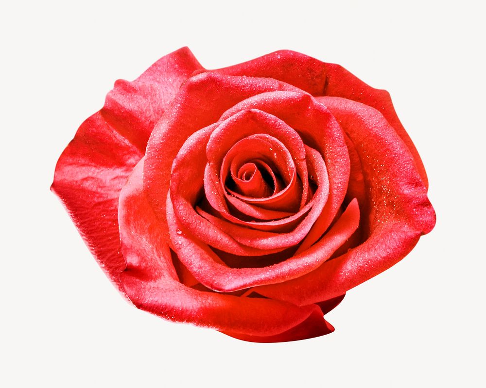 Red rose flower isolated image on white