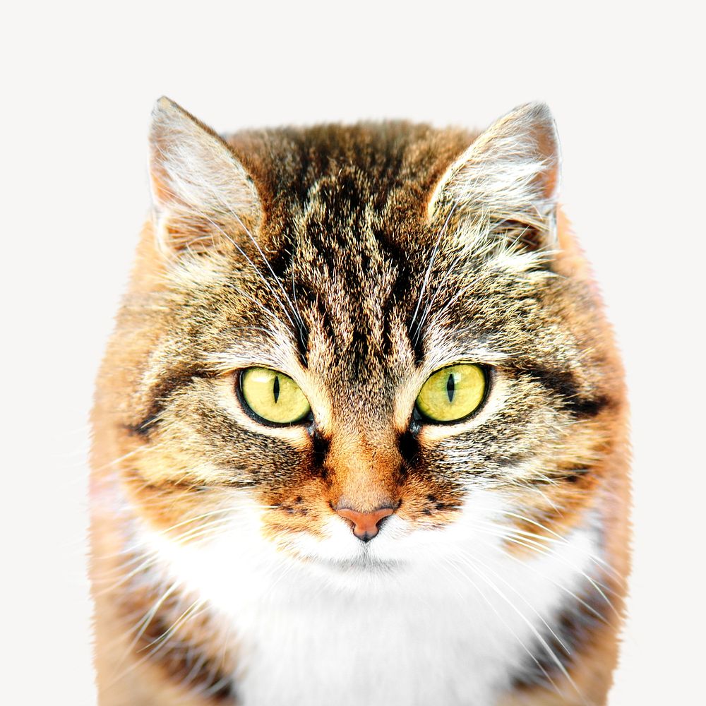 Orange fluffy cat, isolated image