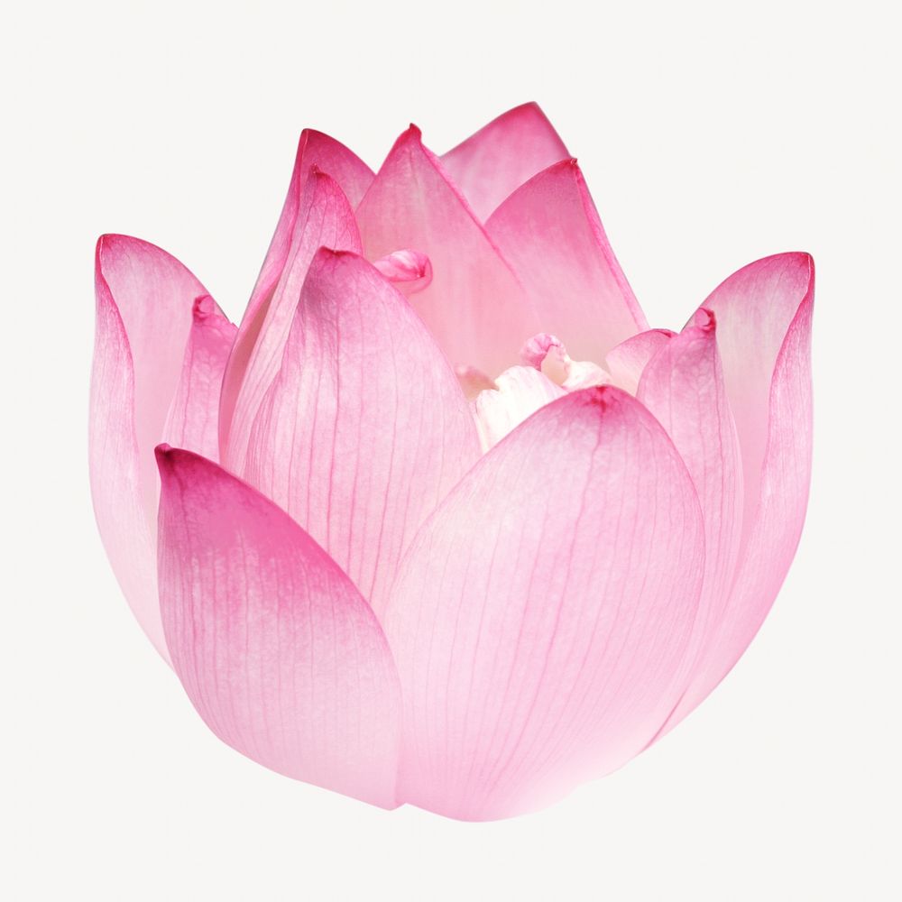 Pink lotus flower image