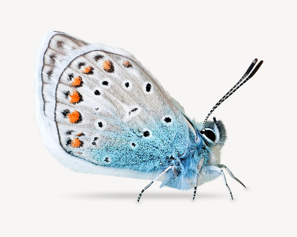 Blue butterfly image on white