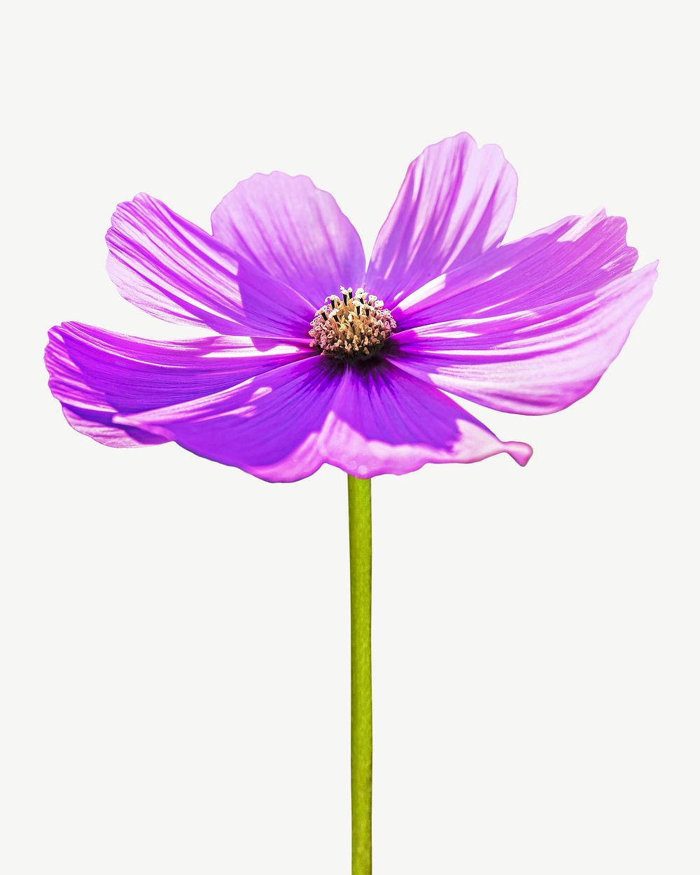 Purple cosmos flower psd