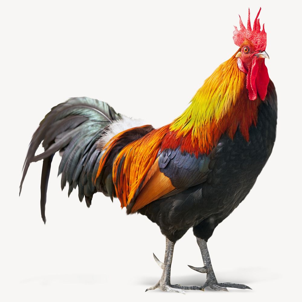 Chicken image on white