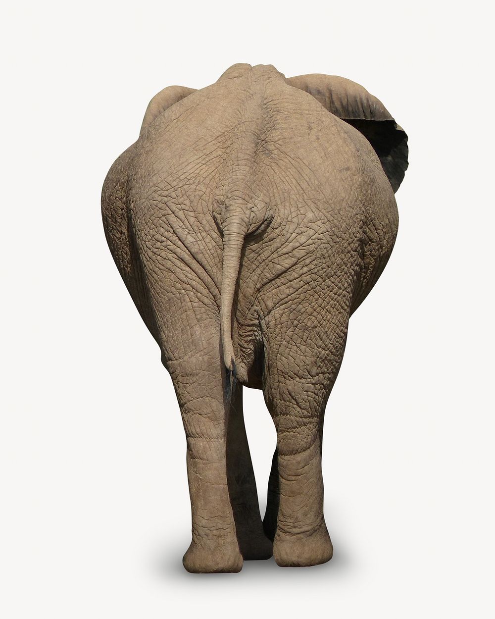 African elephant, isolated design