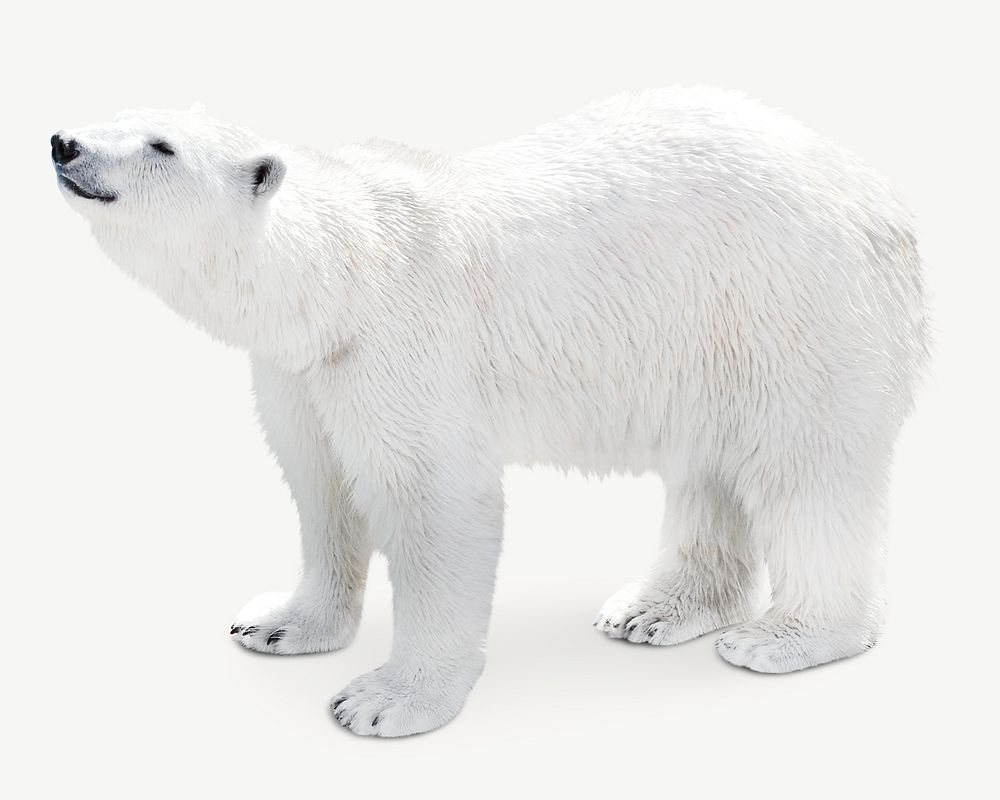 Polar bear image graphic psd