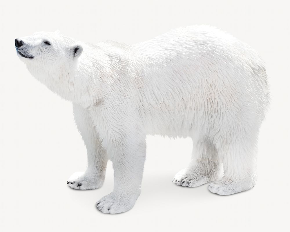 Polar bear image on white