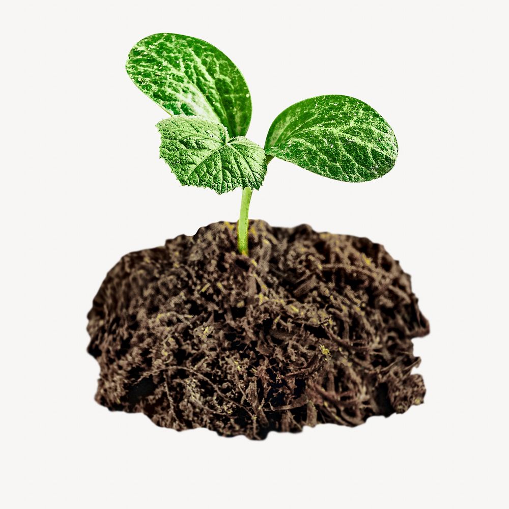Small plant sapling, isolated image