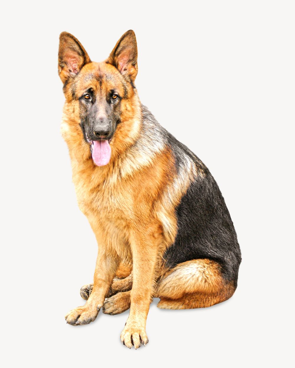 German shepherd dog image on white