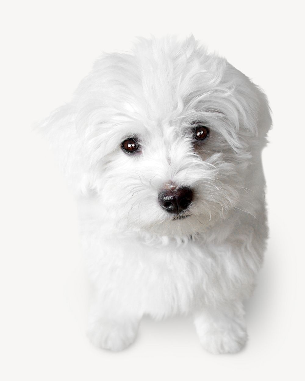 White puppy image on white
