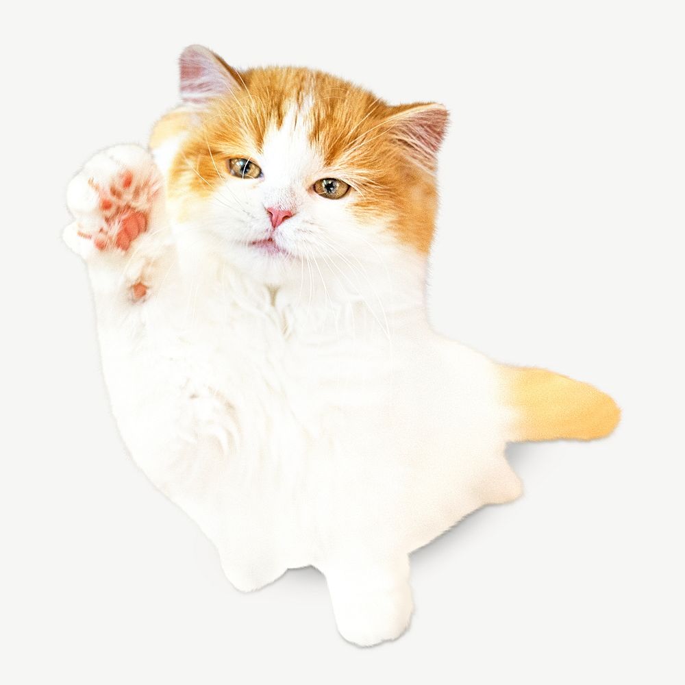 Persian cat psd, isolated design