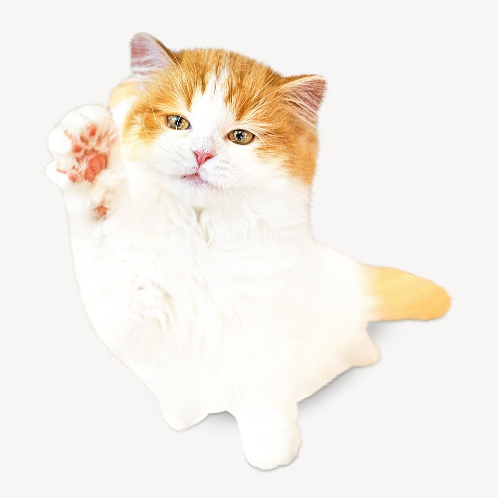 Persian cat, isolated design