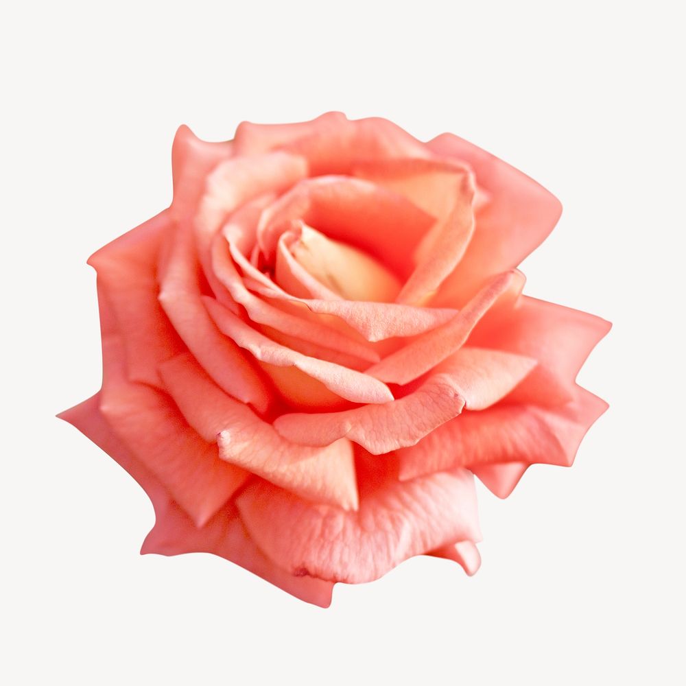 Simple rose image