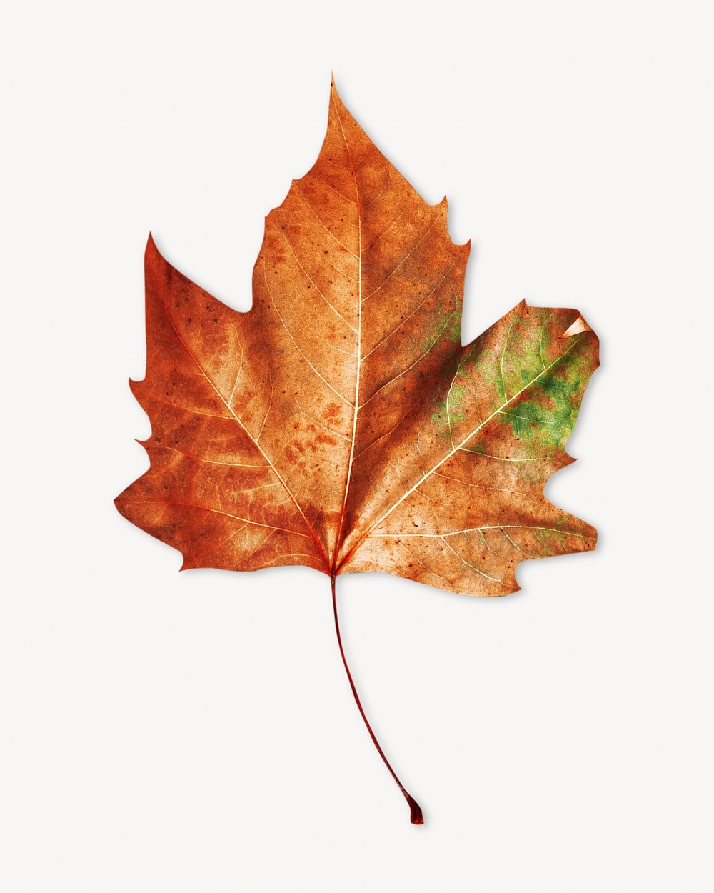 Autumn maple leaf isolated image on white